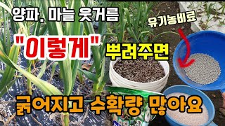 마늘.양파 웃거름 이렇게 뿌려주면 굵어지고 수확량 많아집니다 마늘웃거름주는방법 속효성지효성비료 유기농비료