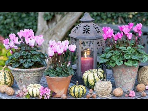 Getting a cyclamen to rebloom - Why Won't My Cyclamen Flower?