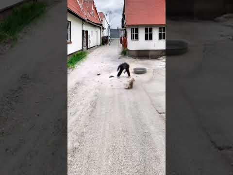 A mad dog attacked an old man but was beaten up by the old man. Xiaoluge's funny video. The dog