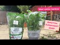 How to Make Supermarket Herbs Last: Repotting Basil & Thyme - Trip to Garden Centre - UK