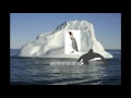 Penguin Died By The Killer Whale
