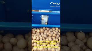Planteuse de pommes de terre SECA-Potato neuve | Image 4 - Agroline