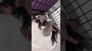 Harlequin Pinscher Puppies Videos