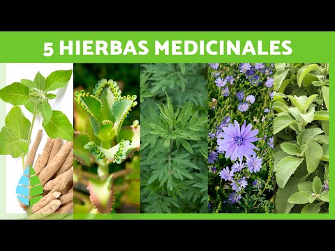 , title : '5 PLANTAS MEDICINALES y Para Qué Sirven 🌿✅ (Beneficios y Propiedades Medicinales)'