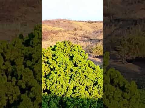 ponte na ferrovia, sobre o rio salgado, distrito de Ingazeira, Aurora ceará.