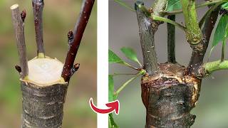 Download lagu Fruit Tree Grafting | Full Process   100 Days Results mp3