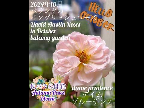 ナチュラルプライバシースクリーン - 覗き見を防ぐバルコニーの植物  庭園