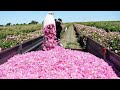 Beautiful Rose Harvesting And Rose Essential Oil Processing In Factory Essential Oil Industry