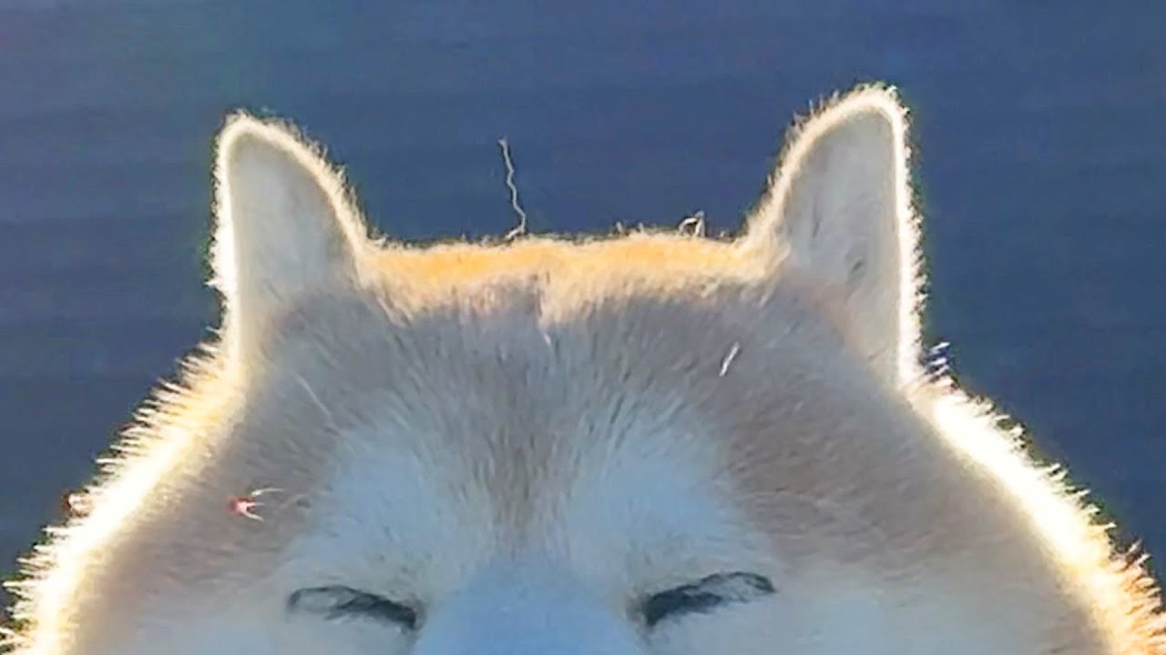 頭の毛が波平ingしている柴犬