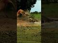 Wild Crocodile Ambush Caught on Camera!