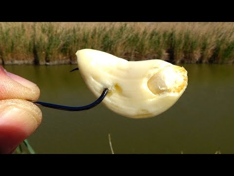 Pescuit la pluta cu usturoi