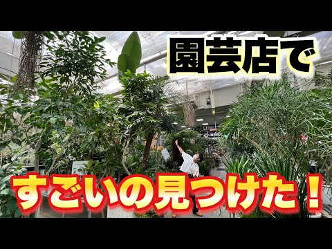 園芸 ウーリー・エスポストア、ペルーの老人