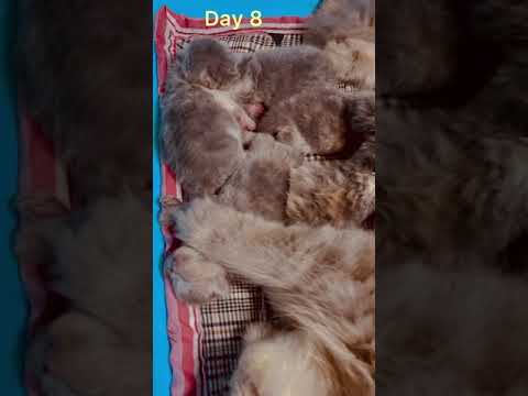 8 days old Exotic Long Coat Persian Cat