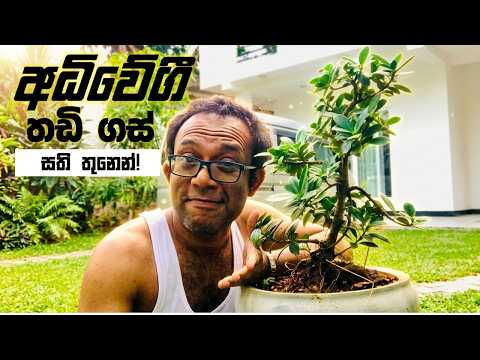 කඩේ රුපියල් 2000ක් වෙන මේ නුග ගහ සති තුනෙන් ඔබම හදා ගන්න