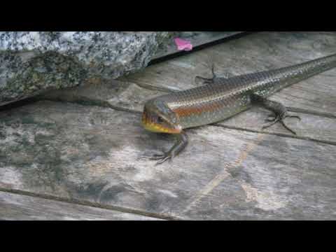 @ionbogdanstefanescu  Dan Voiculescu - Sonata 9