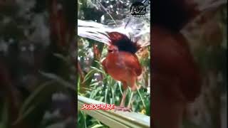 Download lagu Burung Unik Bersuara Unik | Lyrebird Gacor mp3