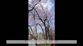 서울에 거주하는 일본인의 일상 브이로그 #1[봄]