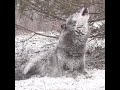 Ujku ne Komogllave