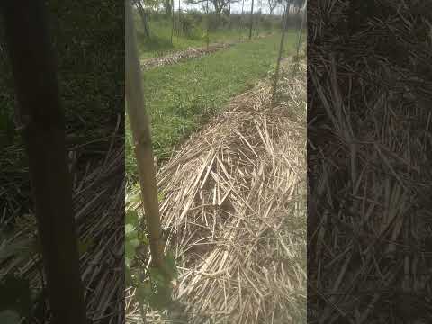 'Mis Sueños" Viñedo Humberto 1° Santa Fe Argentina