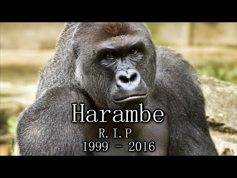 R.I.P Harambe Tribute Song