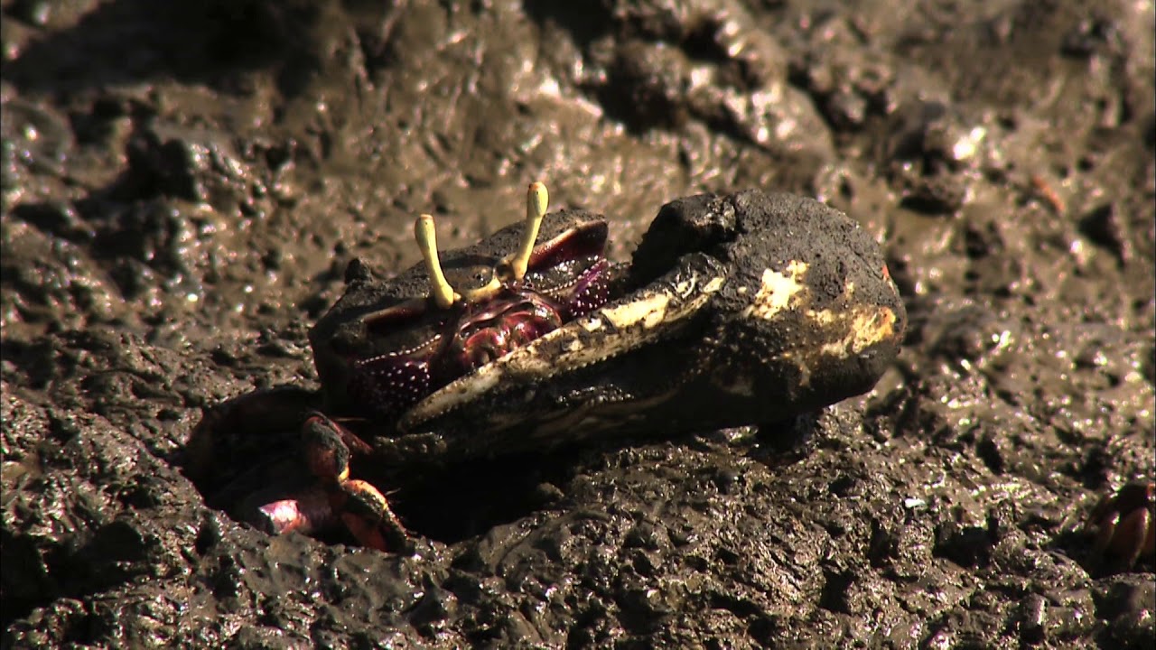 EL VAIVEN DE LAS OLAS  - Documental Naturaleza HD 1080p - Grandes Documentales