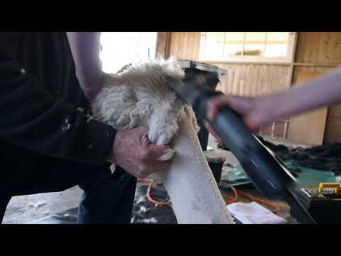 Die OLD Alpaka Schur