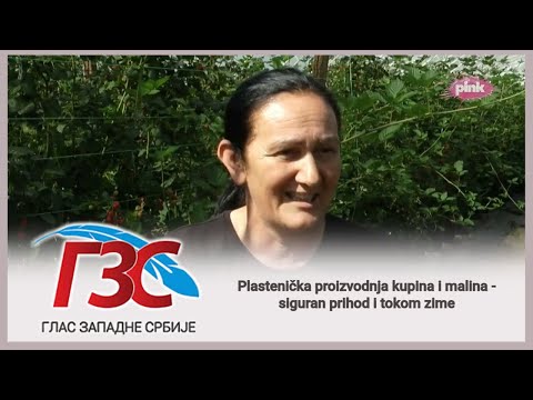 Pink TV - Plastenička proizvodnja kupina i malina - siguran prihod i tokom zime