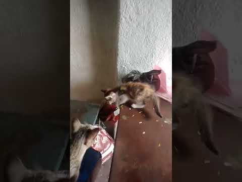 last video cute cat 🐈😺📸📷🥰🥺 moments