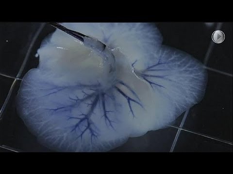 , title : 'Trapianti: maiali e stampanti 3D, nuove tecniche di laboratorio per creare organi - science'