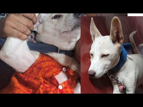 Hamare Ghar ki sabse choti member.#youtubevideo#ytvideo#dogslifestyle 