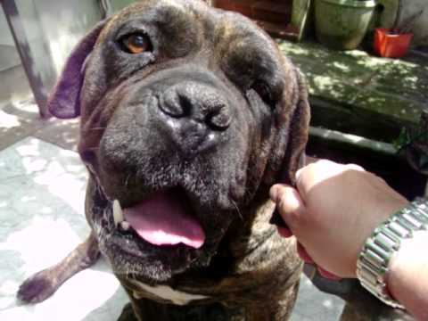 JOYS Bagnolo del Salento