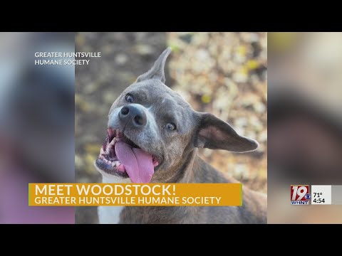 Adoptable Pets: Woodstock | Nov. 14, 2025 | News 19 at 4:30 p.m. - YouTube