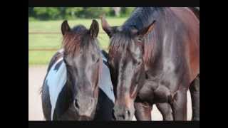 Time with the Palmerosa Horses