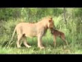 львица и теленок 