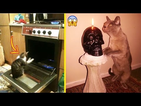 Cats Are demons... Here Is A Proof Video