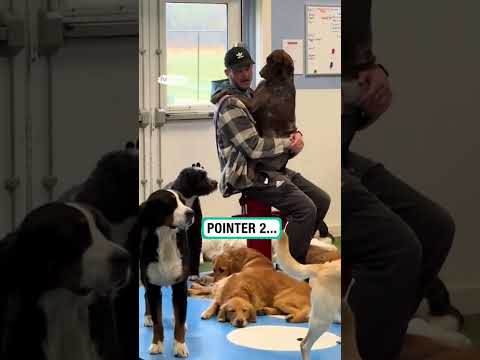 Can you tell which breed of dog strives of human touch