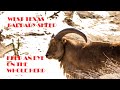 Aoudad Barbary Sheep In West Texas Wildlife Outdoors Aoudad Barbarysheep Texas
