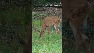 Fawn Is Losing Its Spots #shorts #deer #fawn