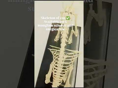SKELETON OF CAT