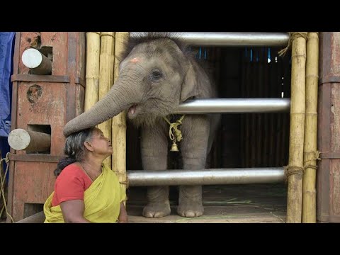Guneet Monga OSCARS SPEECH. Best documentary short film. Elephant whisperers!