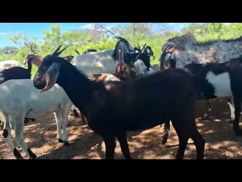 Dia 27 abril 2026 surdo auditivo carro 🚗 ouricuri, Pernambuco 