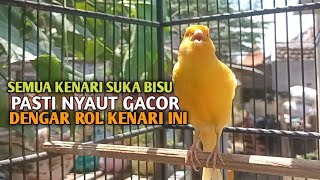Download lagu kenari gacor panjang Cuit Cuit EMOSI, Pancingan Kenari Paud Belajar Bunyi, terapi AMPUH Kenari MACET mp3