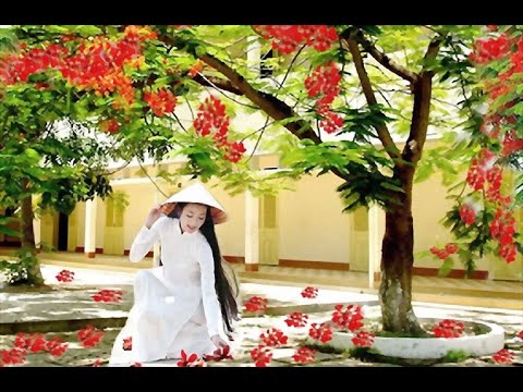 Phượng hồng - Hồng Tước