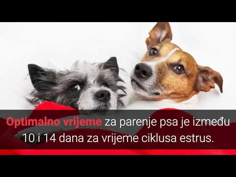 hipertenzija simptomi kod pasa vrlo dobri lijekovi za hipertenziju
