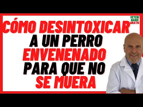 🟢 How to DETOXIFY a Poisoned DOG 🟢 What to do in Case of Dog Poisoning 🟢