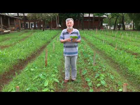Plantas Alimentícias não Convencionais - Prof. Dr. Néstor Heredia