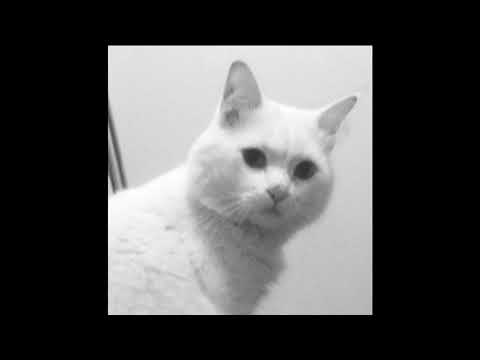 CATYZZ7 x 🐺🐈🔥🔫