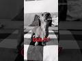 The Dog Is Guilty Fypシ゚ Fyp Foryou Dog Dogs Funny Moreviewers Dogowner Guilty Viralshort