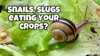 How to Prevent Slugs, Snails & Rollie Pollies From Eating Your Crops!