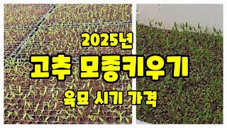 고추 육묘 2025 괴산 청결고추 재배 시작은 육묘 부터 한국농약백화점 모종 하우스 터널재배 하우스용 풀뿌리…